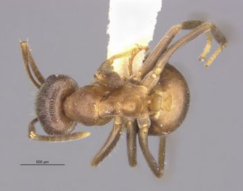 Media type: image;   Entomology 30111 Aspect: habitus dorsal view